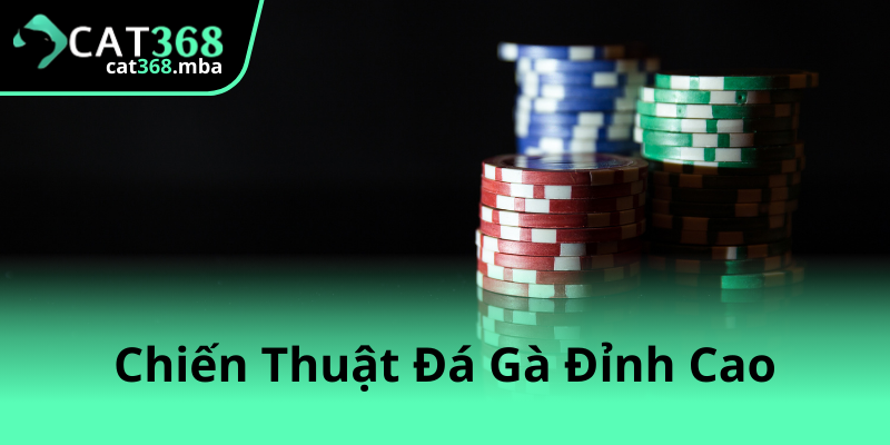 Khám Phá Đá Gà Đỉnh Cao Và Nền Tảng Cat368 - Sân Chơi Thú Vị Năm 2025 3 Chien Thuat Da Ga Dinh Cao